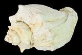 Pliocene Gastropod (Melongena) Fossil - Florida #146116-1
